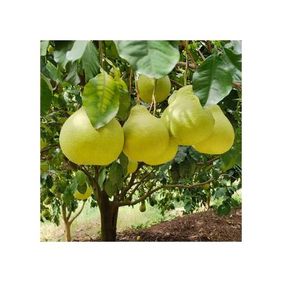 China Fresh ISO Certified Healthy Nutritious Fruit Manufacturer Honey Pomelo Grapefruit Hot Sale Fresh Pomelo for sale