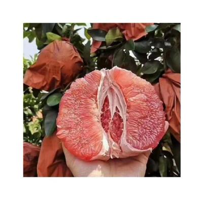 China Fresh Fresh Pomelo Fresh Fruit Pomelo Supplier Import Grapefruit Manufacturer Pomelo Farm Fruit Supplier for sale