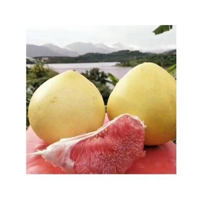 China Fresh Chinese Fresh Honey Pomelo Best Price Customized Brand Green Skin Pomelo Grapefruit for sale