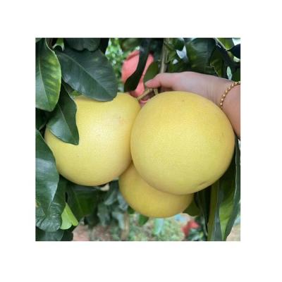 China Fresh Honey Pomelo Fruit Grapefruit Taste Pomelo Fruit Healthy Nutritious Fresh Green Grapefruit for sale