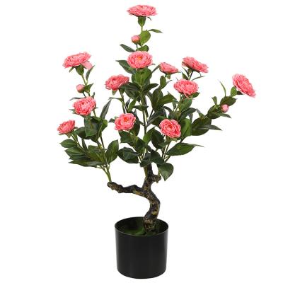 China Environmentally Friendly Dark Pink Camellia Home Decoration Plants Flowers Living Room Green Plants 90cm for sale