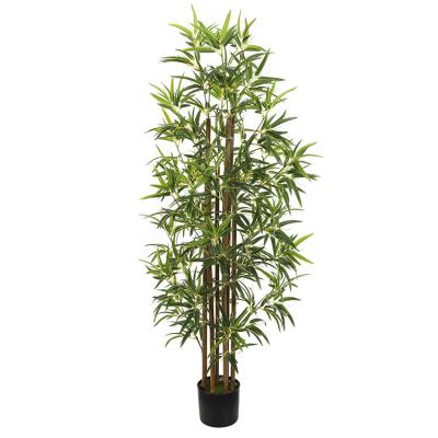 China Environmentally Friendly Japanese Golden Bamboo Horticultural Design for sale