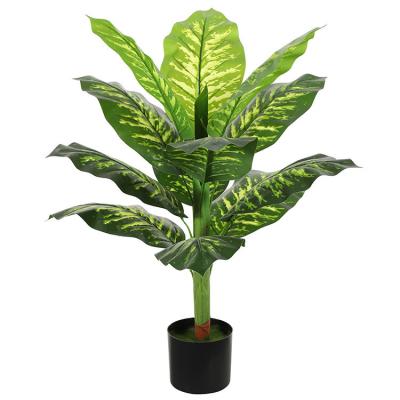 China 100CM single flower tree living room decoration green plants single flower dieffenbachia with basin for sale