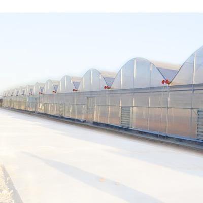 China High Strength Low Cost Agriculture Greenhouse Used Polycarbonate Sheet With Hydroponics Greenhouse Systems For Tomato for sale