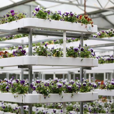 China Stable Structure Easily Assembled Long Service Life Factory Supply Pipeline Customizable Soilless Hydroponics High Tech Greenhouse for sale