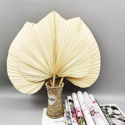 China Natural Touch Decoration For Wedding Event Dried Palm Leaves For Wedding Home Decoration Natural Color Bedroom Wholesale Palm Tree for sale