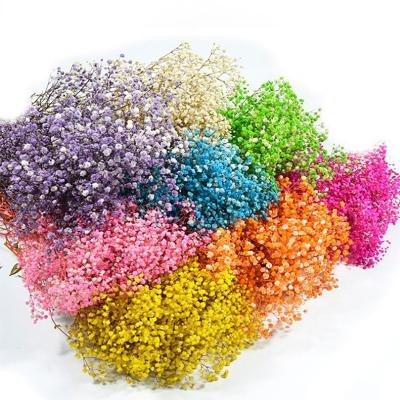 China Real Touch Dried Gypsophila Paniculata Environmental Friendly Preserved Flower Wedding Decor for sale