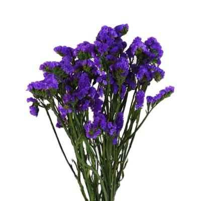 China 2020 Hot Sale Preserved Flowers Romantic Preserved Flower Stems Myosotis Sylvatica Real Dried Flower Forget Me Not for sale