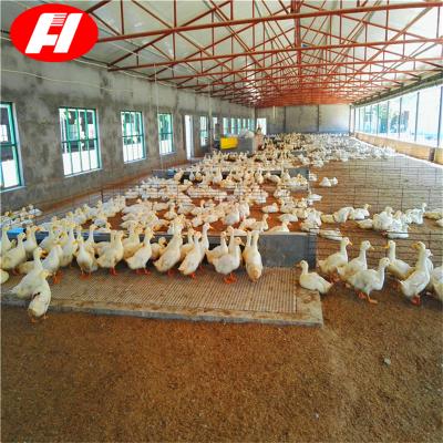 China Poultry Farm Chicken Feeding Factory Automatic Feeder Small Wholesale Price for sale