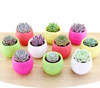 China Mini Round Flower Pot Small Planter Home Office Interior Ministry Balcony Modern Home Decor Plastic Office Desktop Decoration for sale