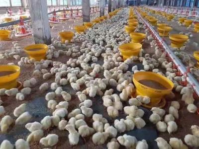 China 14 Grids Pan Chicken Feeding Line Automatische Geflügelfütterer und -tränken zu verkaufen