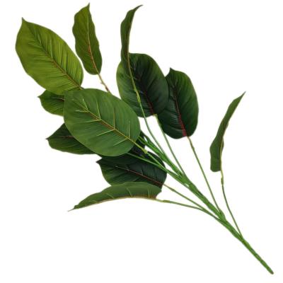 China 2020 high quality wholesale China rubber tree leaf China best quality wholesale price factory rubber tree leaf for sale