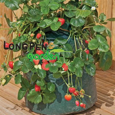 China Garden Growing Bag Planter Bag Use Strawberry Growing Bag In Strawberry Growing Season For Planting Strawberries From Seeds for sale