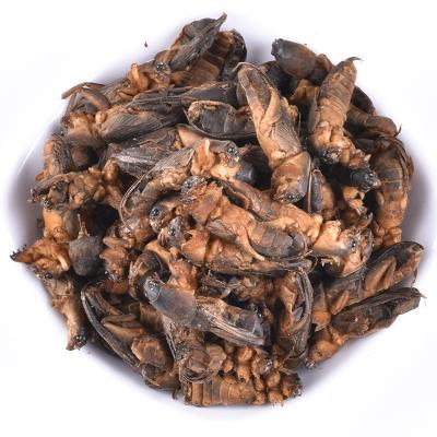 China Whole or Broken or Powder Factory MOQ Small Wholesale High Protein Pure Natural Dry Mole Crickets for Sale for sale