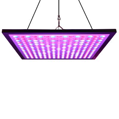 China Spectrum Required Cultivo Indoor LED Grow To Plate Indoor Plant Lamps Panel Light With Full UV IR Spectrum For Greenhouse Chilli And Lettuce Growing for sale