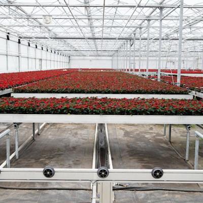 China Easy For Operation Hydroponic System Bench System Self Rolling Backflow And Flood Growing Fully Automatic System for sale