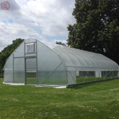 China Galvanized Agricultural Frame Poly Tunnel Single Span Film Greenhouse for sale