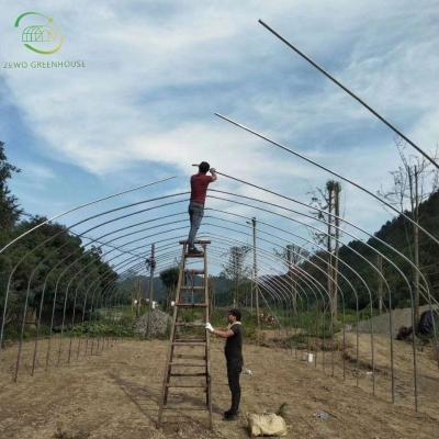 China Agricultural Galvanized Steel Frame Single Span PE Film Greenhouse For Flowers Plant for sale