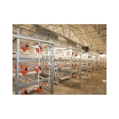 China Cultivates new design high quality and large long life chicken cage for sale