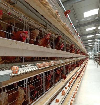 China Full Automatic Working Battery Backup Place H Type Chicken Cages Automatic Poultry Farming Equipment System for sale