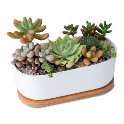 China Oval simple minimalist white creative gardening ceramic succulent flower pot with bamboo tray flower pot combination set ceramic cheapesr for sale