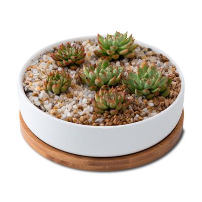 China Simple Minimalist Modern White Ceramic Succulent Planter Round Flower Tray Round Tray Flower Pot Set Eco Bamboo Frinendly Wholesale Cheapest for sale