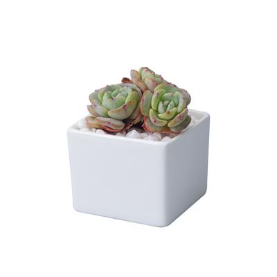 China Wholesale White Ceramic Succulent Vase Purchasing Flower Pot Minimalist Eco-Friendly Single Glazed Unbreakable Indoor Plant in Ceramic Garden for sale