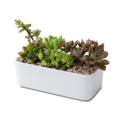 China White Eco-Friendly Garden Rectangle Porcelain Nursery Flower Pot Style Long Small Mini Minimalist Decorative Ceramic Succulent Flower White for sale