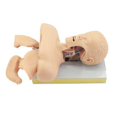 China Human Trachea lntubation Model hospital medical school teaching anatomical model J50 for sale