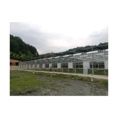 China Vegetable Sell Well New Type Fruit Commercial Polycarbonate Greenhouse With Hydroponics for sale