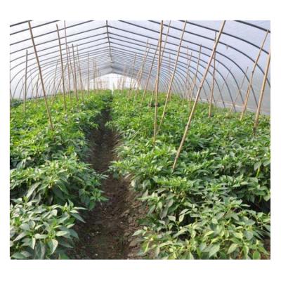 China Best Choice Easily Assembled Greenhouse Products Manufacturer Direct Sales Tomato Film Greenhouse With Hydroponic System for sale