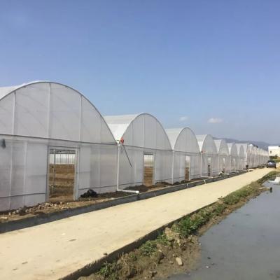 China Easily Assembled Low Cost PE Film/Glass Multi-span Tunnel Agricultural Greenhouses For Flowers /Tomato /Strawberry/Farming for sale