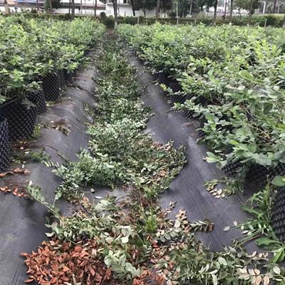 China extremely sturdy & wholesale low price anti weed barrier fabric pp woven weed mat tela hierbas tear-proof permeable to air and water for sale for sale