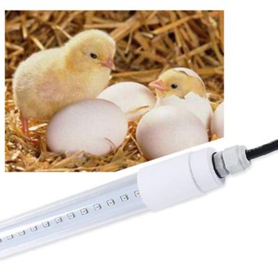 Cina Illuminazione del pollame di approvazione 10W 18W LED del CE, sicurezza della luce dell'azienda agricola di pollo LED alta in vendita