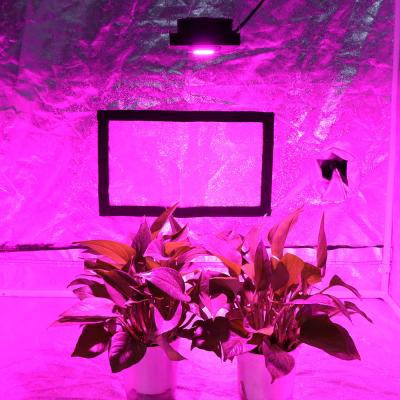 China Dimming Control Yxo Ru Eu Br Pl Stock Led Grow Rohs Band Led To Grow Light Red 300W Blue Led To Grow Light for sale