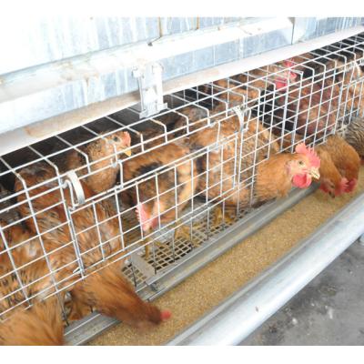 China Full Automatic Full H Type Broiler Cage Automatic With Cooling System For Poultry Farm for sale