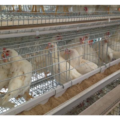 China Low Cost Guinea Chicken Shed 3-4 Tiers A Type Battery Broiler Cages And Hot Galvanized Chicken Cage With 108 Birds for sale