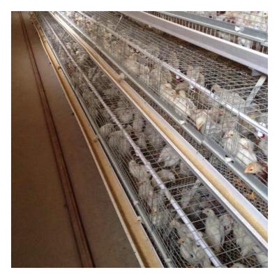 China Poultry Field Automatic Four-Layer Wire Pullet Hot Galvanized Cage For Vietnam Poultry Farm for sale