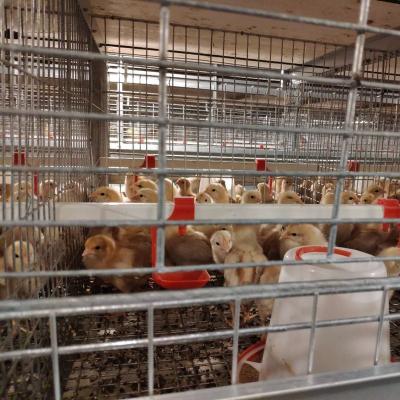 China High Quality Silver Poultry Field Low Price Fertilizer Automatic Feeding Cleaning Chicken Cage for sale