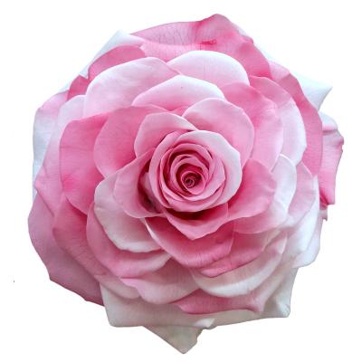 China Natural Fresh Rose With Stem Natural Wholesale AA Grade A Premium Quality 9-10cm Rainbow Preserved Rose Head for sale