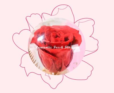 China Natural Fresh Stem Rose Preserved Flowers Rose Flower In Glass Dome Eternal Red Valentine Gift For Girlfriend Dropshiping for sale