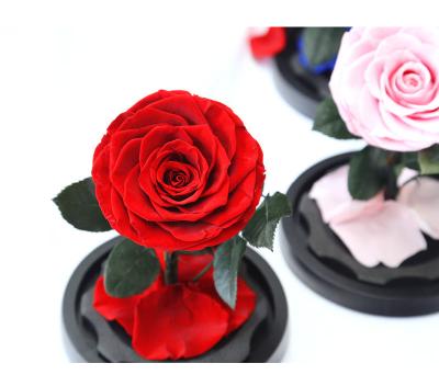 China Preserved Natural Stem Natural Fresh Rose Rose Princess Prince Long Stem Preserved Rose Flower Gift Sets In Glass Dome Wholesale for sale