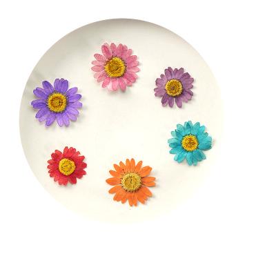 China Decoration Natural Flower Press Dried Necklace Daisy Craft Diy Accessories Dry Daisy Dry Flower For Epoxy Resin Pendant Jewelry for sale