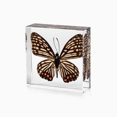 China Real Natural Butterfly Specimen Decor Hot Selling Resin Opens Decorative Wedding for sale