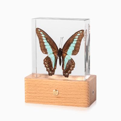 China Beautiful Fashion Decorative Butterfly LED Night Light Real Resin in Bedroom for sale