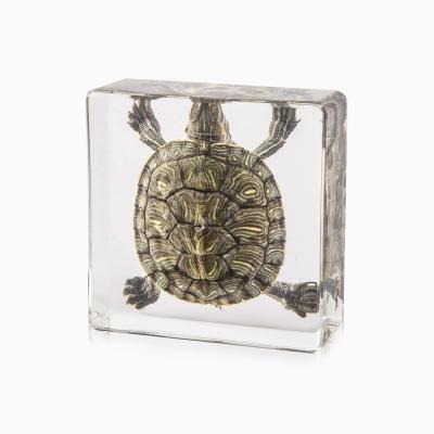 China Marine Clear Epoxy Resin Decoration Natural Square Shaped Decorative With Turtle for sale