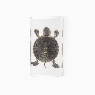 China Natural Resin Crafts Marine Book Paperweight Real Turtle Acrylic Decor Included Educational Specimen for sale