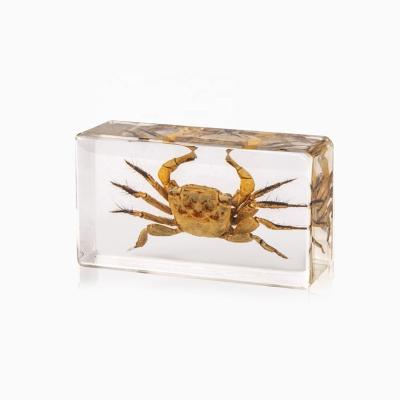 China Nice Crab Marine Animal Resin Paperweight Educational Unique Specimen for sale