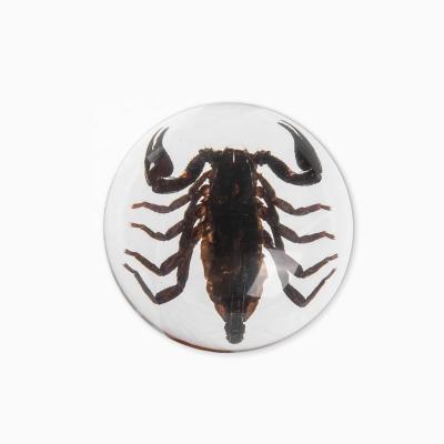 China Good Quality Natural Popular Half-Domed Book Paperweight With Black Scorpion for sale