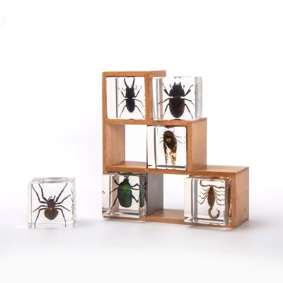 China Latest Natural Insect Collection 6pcs In One Set Resin Decoration Souvenir For Nature Park for sale